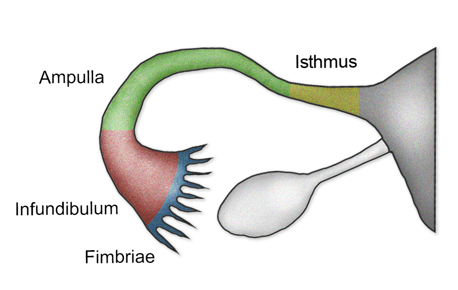 <p>Uterine/Fallopian tube</p>