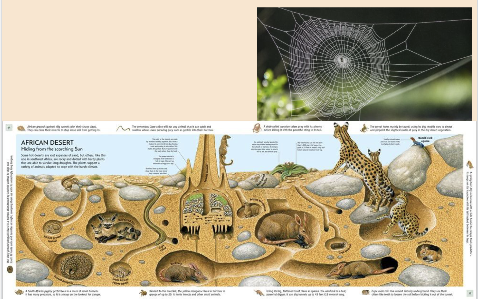 <p><u>Constructed Shelter</u></p><p>Name 3</p>