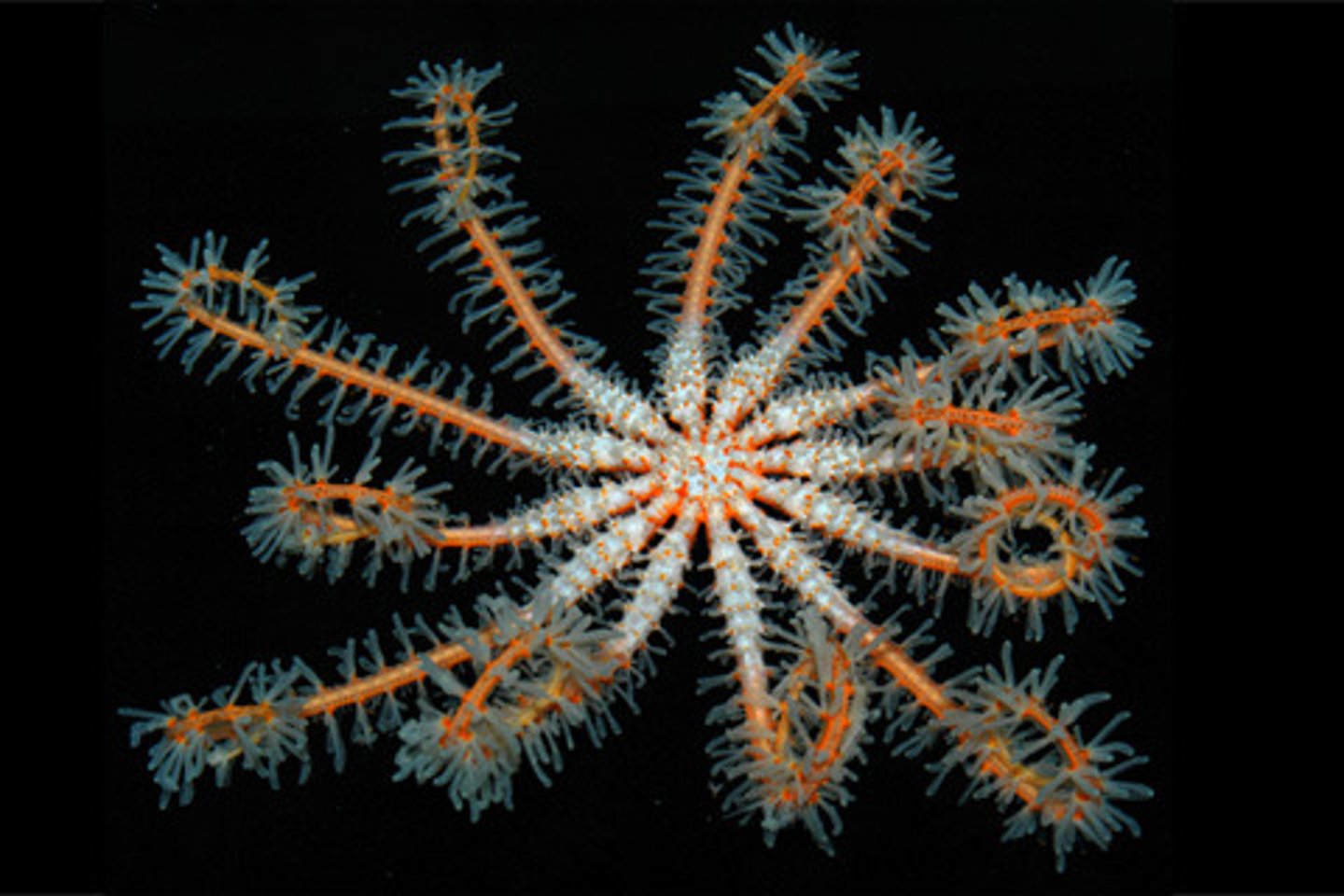 <p>These are numerous and come off a brisingid starfish's lateral sides and project off of tube foot furrows.</p>