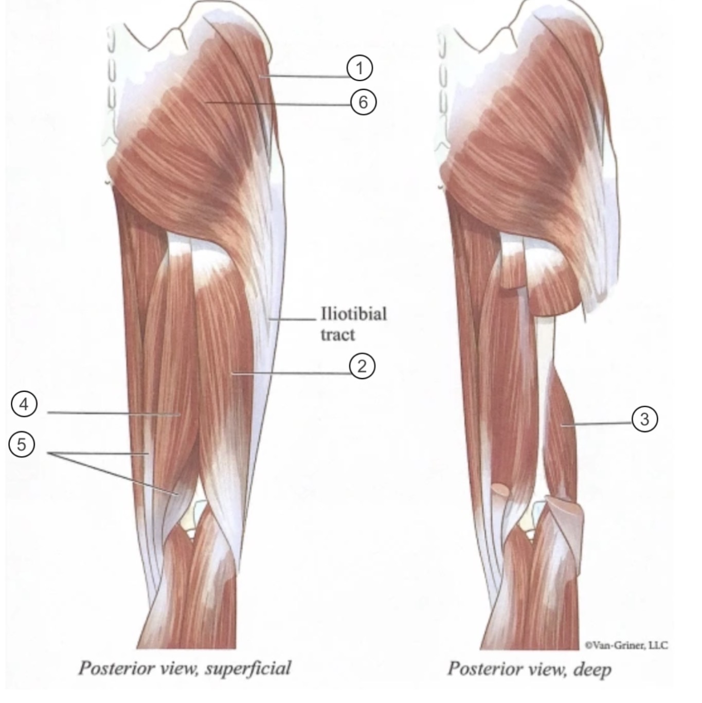 <p>Muscle 1</p>