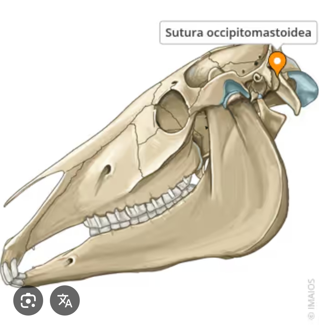 <p>sutura occipitomastoidea</p>
