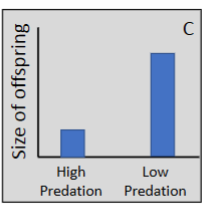 <p>Higher predation leads to smaller offspring, while lower predation leads to larger offspring.</p>