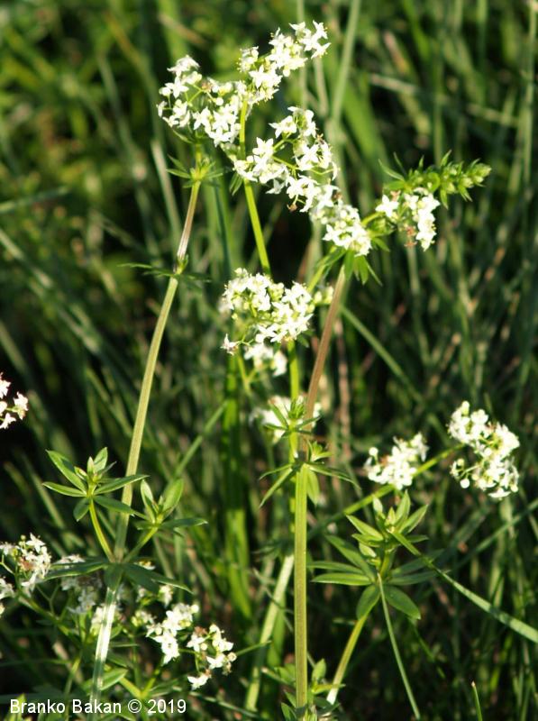 <p>Navadna lakota-Galium mollugo</p>