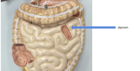 <p>jejunum</p>