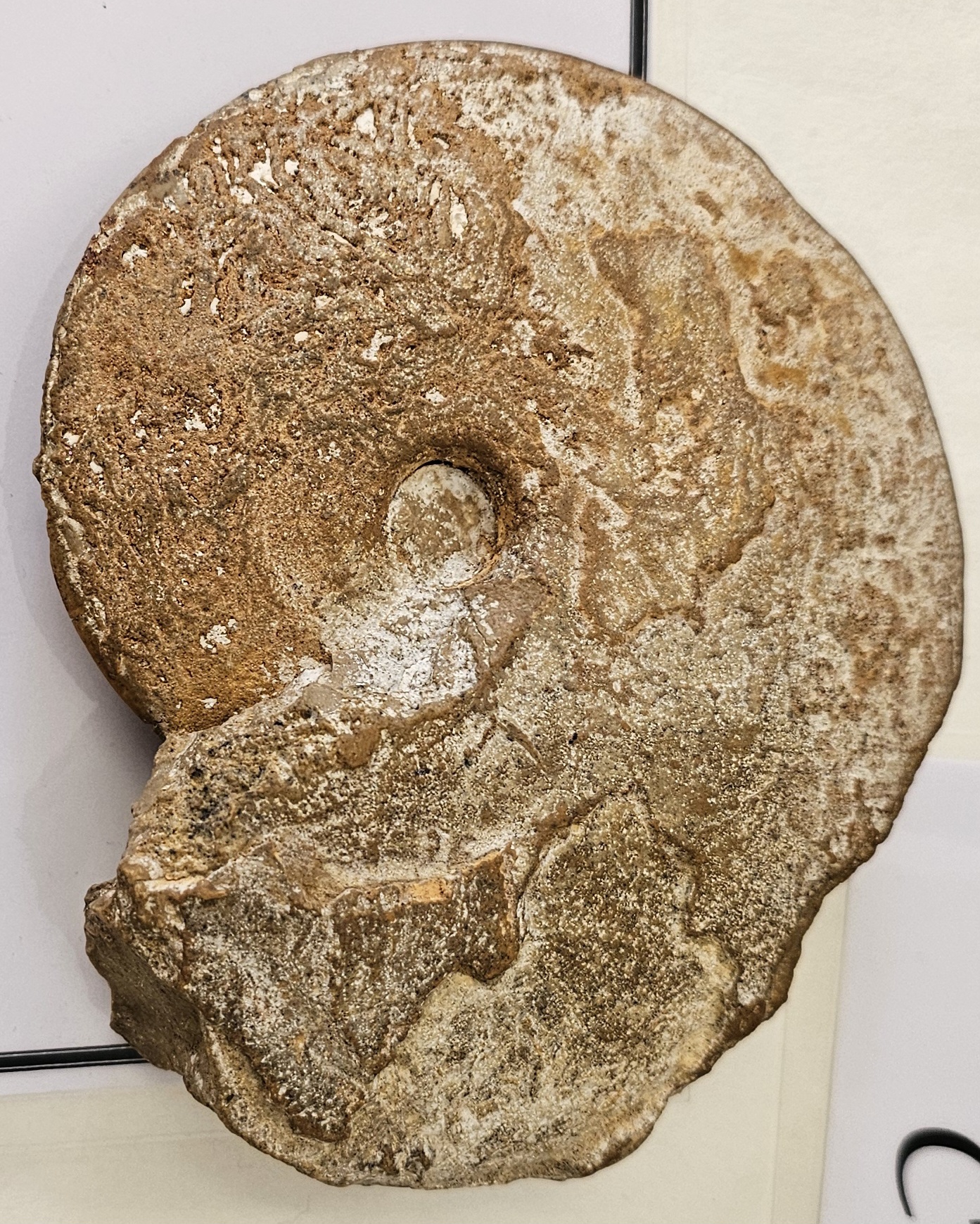 knowt flashcard image