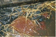 <p>A pig 10 weeks old presents initially with abdominal discomfort and a transient fever. It has diarrhea with blood and mucous, then dies suddenly. Necropsy shows mucohemorrhagic colitis. Thoughts?</p>