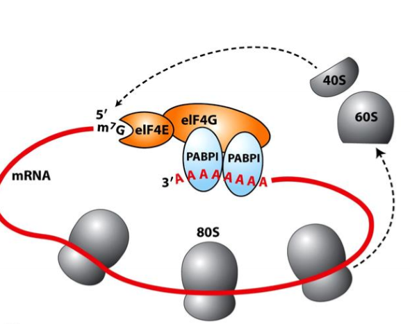 <p>How do eukaryotic mRNAs enhance translation efficiency?</p>