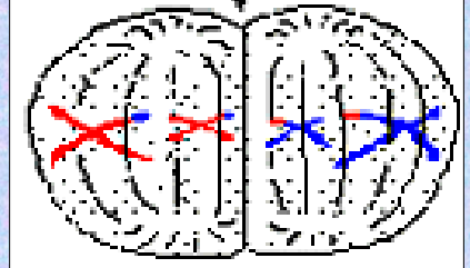 <p>_______ II:</p><p>Chromosomes (sister chromatids) align at the</p><p>equatorial plate.</p>