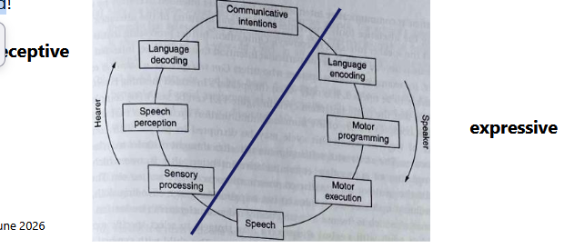 <p>- Production vs. Understanding of utterances</p><p>- Possible mismatch in receptive and expressive skills</p><p>- Expressive disorders usually occur later: secondary to the receptive impairment (Honbolygó et al. 2006)</p><p>- Receptive: often unrecognized</p>