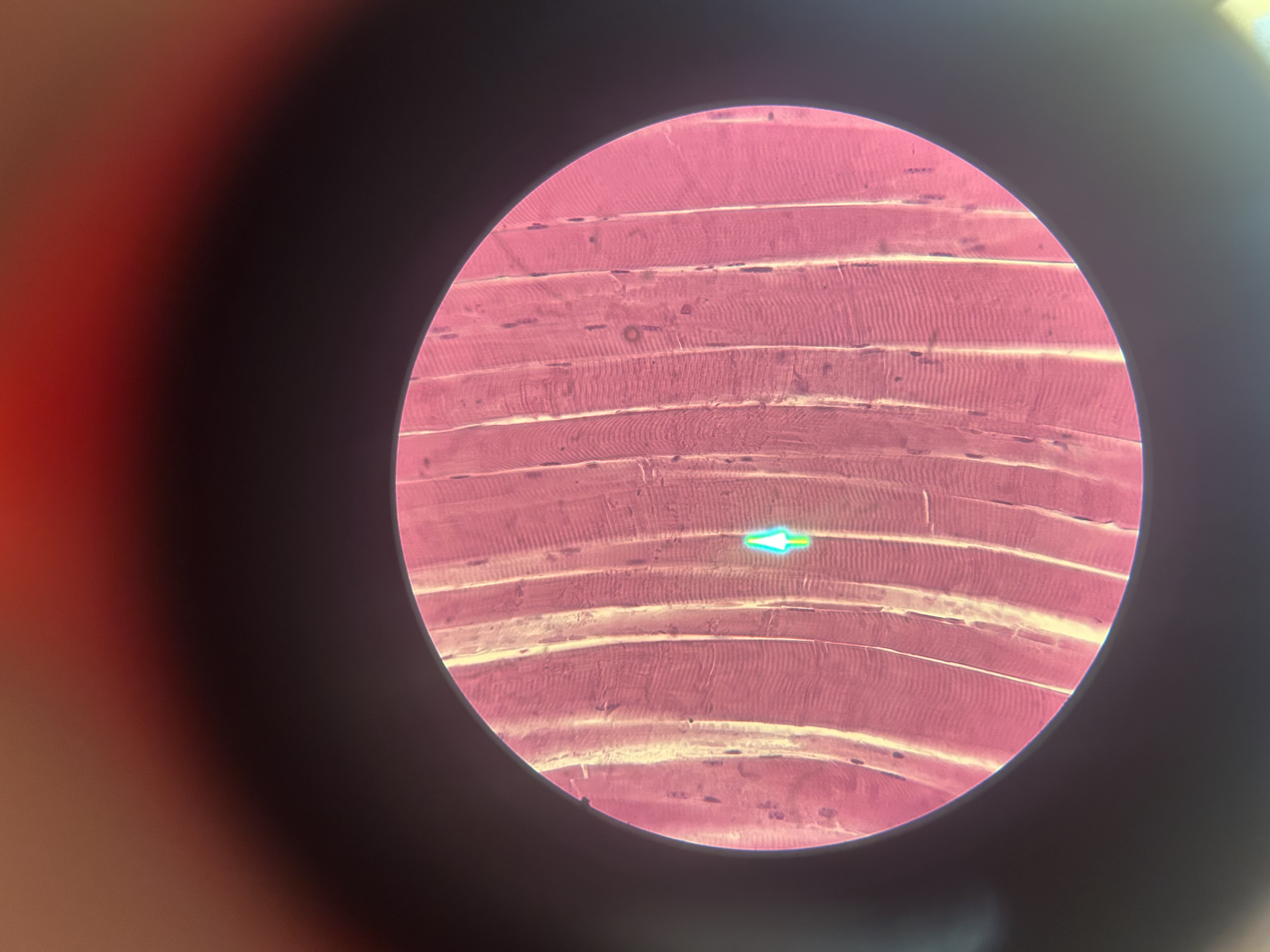 <p>What is shown?</p>