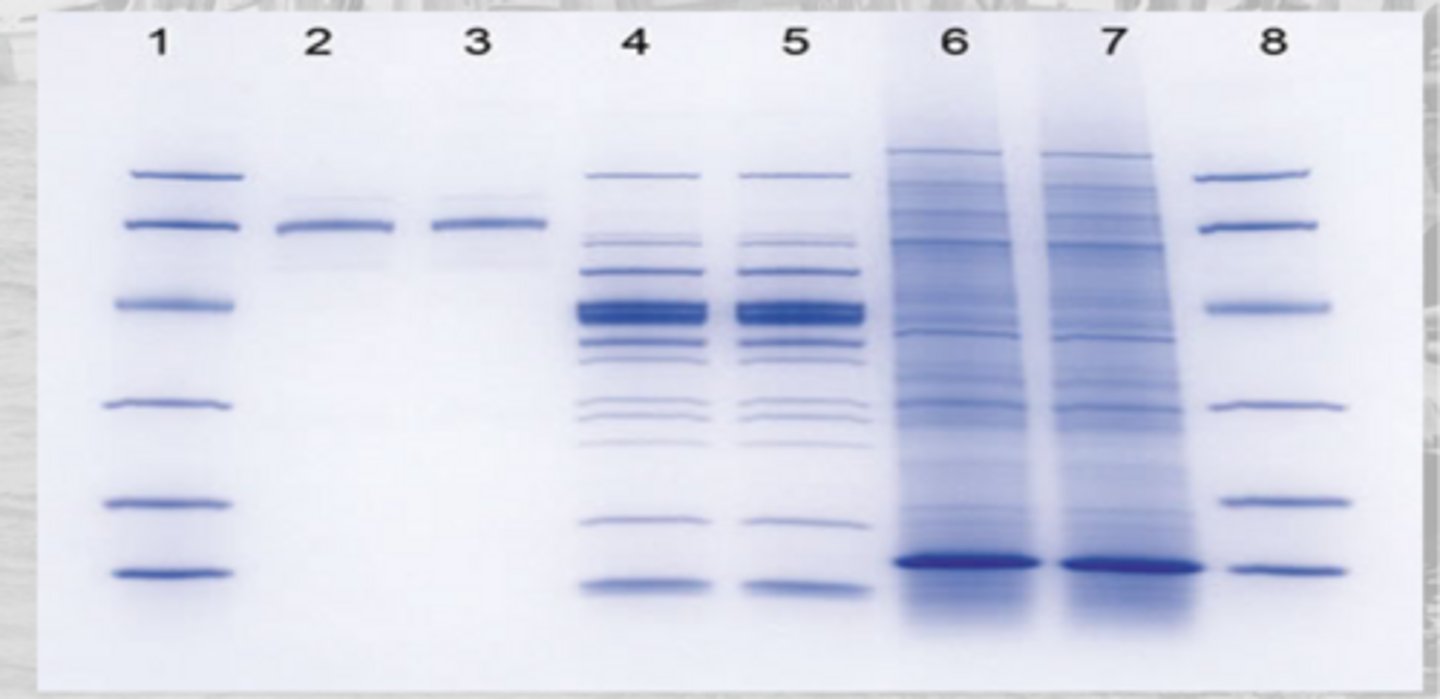 <p>coomassie-blue </p>
