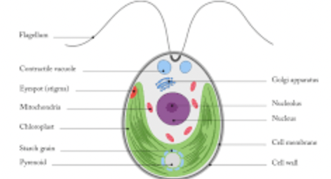 <p>chlorophyte green algae that is motile, single-celled and inhabits freshwater pools → Single, large, cup-shaped chloroplast with pyrenoid (dense body) </p><p></p>