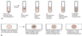 <p>In serology, (a)________ or (b) _________ __________ is considered also a positive reaction.</p>