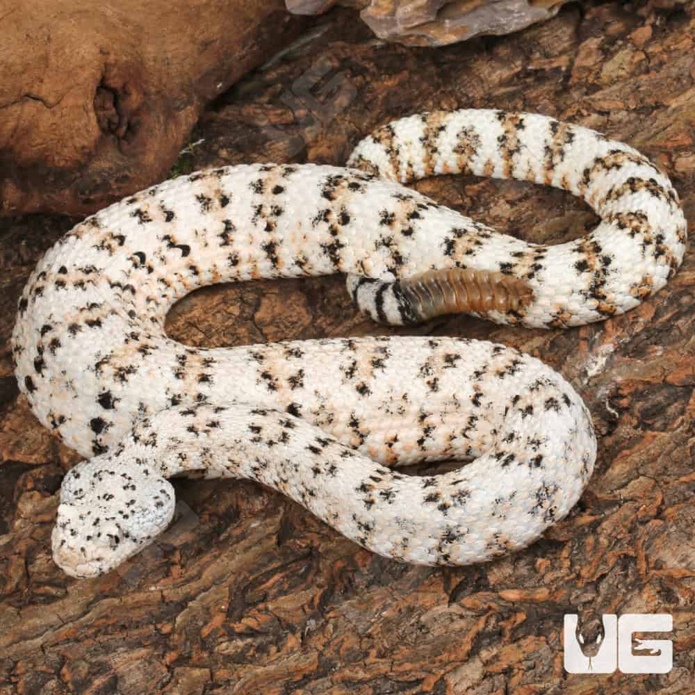 <p>Alethinophidia, Colubroidea, Viperidae, Crotalinae<br>Crotalus mitchellii<br>Speckled rattlesnake</p>