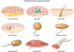 <p>Thermoreceptors, photoreceptors, chemoreceptors, nociceptors, and mechanoreceptors.</p>