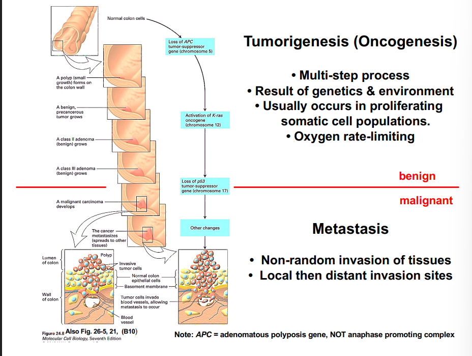 <p><span style="background-color: transparent;"><strong>Tumorigenesis (Oncogenesis)</strong></span></p>