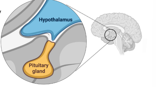 <p>a.k.a (<strong>hypophysis</strong>)</p><p>Crucial gland for <strong>hormone production</strong>, <strong>storage</strong>, and <strong>release</strong></p><ul><li><p>Rests just below the hypothalamus</p></li><li><p>Anterior pituitary and posterior pituitary</p></li></ul><p></p>