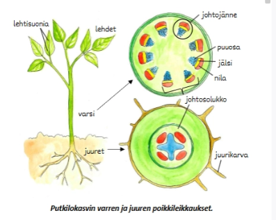 <p>Kuljettaa <strong>vettä, ravinteita ja yhteyttämistuotteita</strong> kasvin eri osiin.</p>