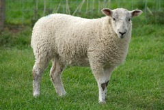 <p>A fluffy farm animal with thick wool that says baa is a _____.</p>
