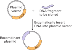 <p>joins plasmid and DNA fragment together by forming phosphodiester bonds between them</p><p>forms recombinant plasmid</p>