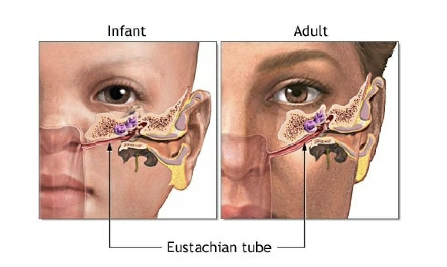<p>Eustachian Tube</p>