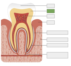 <p>The hard, calcified tissue formed on the inside body of the tooth underneath the enamel and cementum surrounding the pulp</p>