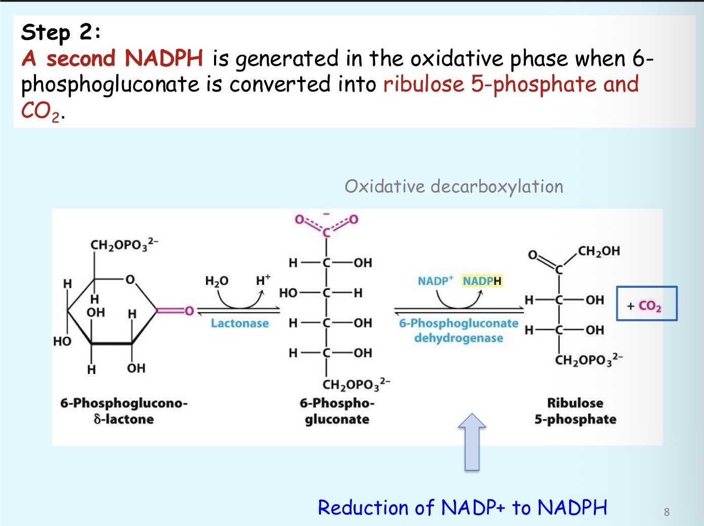<p>Enzyme 6-phosphogluconate dehydrogenase performs oxidative decarboxylation on 6-phosphogluconate to Ribulose-5-phosphate</p>