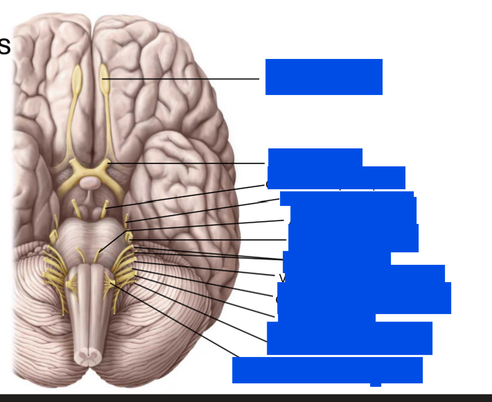<p>Label these nerves</p>