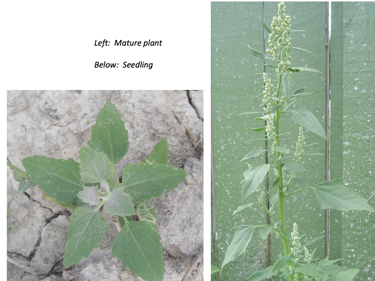 <p><strong>Plant family:</strong> Amaranthaceae<br><strong>Life cycle:</strong> Summer annual<br><strong>Key persistence/spread:</strong> Very high seed production; persistent seed bank<br><strong>Farming systems:</strong> Arable crops (especially maize)</p><p><strong>How to identify</strong></p><p>It is a vigorous, upright annual that emerges in large numbers from late spring onward. Seedlings may appear harmless initially but rapidly outgrow crops if unchecked.</p><p>Leaves are triangular, diamond‑shaped, or irregular, and the young foliage is often coated in a distinct white, flour‑like powder, especially on the underside and growing tips. This powdery bloom is one of the best early identification features.</p><p>Stems are thick, erect, and branched, usually green but occasionally flushed with pink. Flowering structures are green and poorly differentiated from foliage, forming dense clusters at stem tips and leaf axils.</p><p>It often forms dense mono‑specific stands due to herbicide resistance issues.</p><p>Often confused with redroot; but it is paler, powdery, and less fleshy.</p>