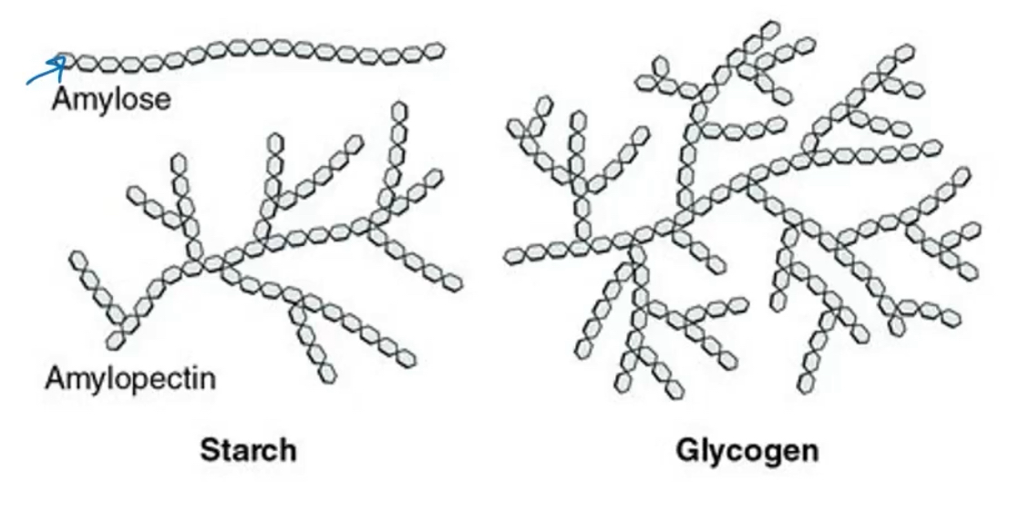 <p>Starch and glycogen. </p><p>Starch contains 2 types of glucose polymers, amylose and amylopectin. </p><p>Amlyose is long, unbranched chains of D-glucose residues conneceted by (alpha1→4) linkages. </p><p>Amylopectin is larger than amylose with (alpha 1→4) linkages between glucose residues and highly branchec (alpha1→6) linkages. </p><p>Glycogen is a polymer of (alpha1→4)-linked glucose subunits, with (a1→6)-linked branches. it is more extensivly bracnehd and more compact than starch. </p><p></p><p>The main differences is that glycogen is more extensivly branched and therefore more compacted than starch. this means that there are more available places to start breaking off glucise units in glycogen than starch.</p>