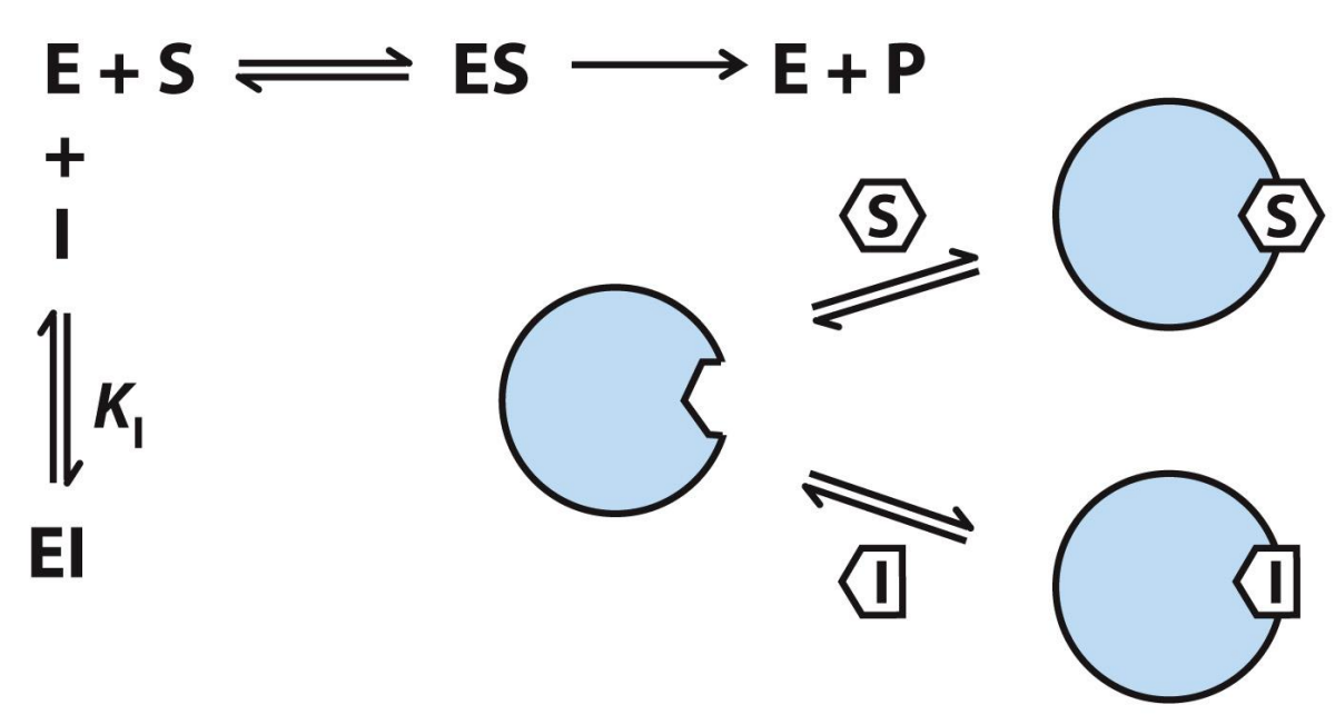 <ul><li><p>Inhibitor competes with substrate and binds to the ACTIVE SITE</p></li><li><p>Statins that reduce cholesterol are considered a Reversible Competitive inhibitor </p></li></ul><p></p>