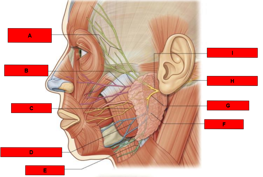 <p>What is indicated by D?</p>