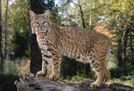 <p>Order: Carnivora</p><p>Family: Felidae</p><p>Genus: <u>Lynx</u></p><p>Common name: bobcat and lynx</p><p>Habitat: generalist, forests</p><p>Management issues: hunted, prey on pets</p>