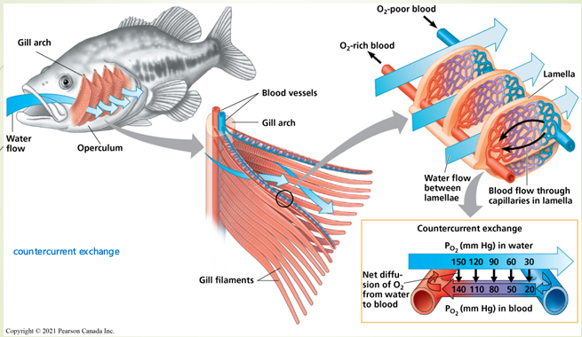 <p>Out-foldings of the surface of the body suspended in water </p><p>Movement of the gills in water (ventilation) maintains the partial pressure gradients necessary for gas exchange </p><p>Different strategies for this…</p><p></p>