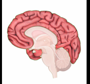 <p><span style="background-color: transparent;">only portion with conscious / voluntary control</span></p>