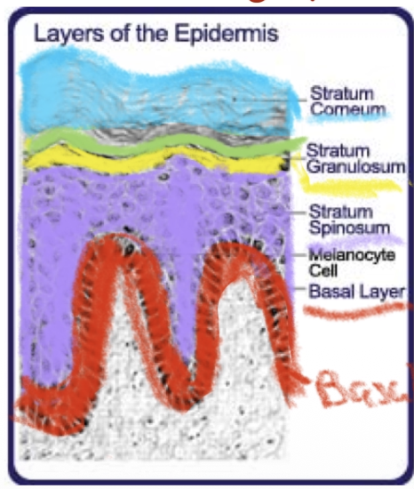 <ul><li><p>stratum basale</p></li><li><p>stratum spinosum</p></li><li><p>stratum granulosum</p></li><li><p>stratum lucidum</p></li><li><p>stratum corneum</p></li></ul><p></p>