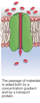 <p>Faciliated Diffusion</p>