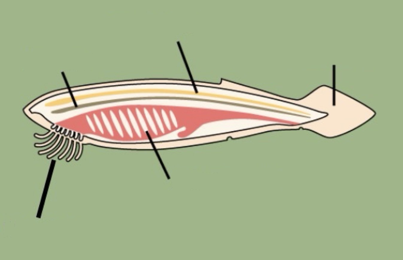 <p>5 key characteristics of chordates</p>