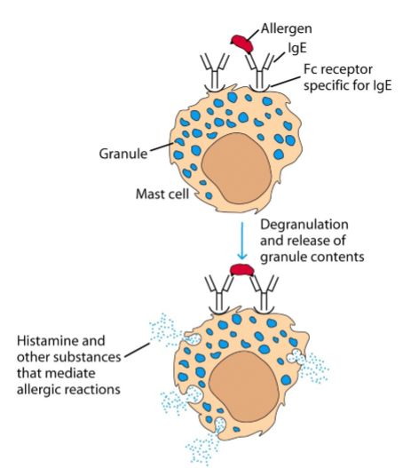 <p>→ door crosslinken van IgE:</p><ol><li><p>mastcel</p><ol><li><p>histaminegranules</p></li><li><p>receptor specifiek aan Fc van IgE → IgEs op celoppervlak</p></li></ol></li><li><p>allergeen bindt aan eerste IgE</p></li><li><p>allergeen bindt aan tweede IgE in de buurt → crosslinken van twee IgEs</p></li><li><p>(oa) histamine vrijzetting uit granules mastcel → allergische reactie</p></li></ol><p></p>