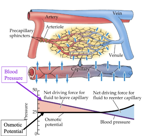 <p><em>exchange </em>→ forcing out of arteries and into veins all due to hydrostatic pressure and osmotic potential</p><ul><li><p><em>hydrostatic pressure (blood)</em> → pressure exerted by a fluid at rest (static) due to gravity</p><ul><li><p>drops over length of capillary because of frictional resistance to blood flow against vessel walls</p></li></ul></li><li><p><em>osmotic pressure</em> → minimum pressure needed to stop water (or other solvent) from flowing across a semipermeable membrane into a more concentrated solution</p><ul><li><p>rises at the end of the capillary because water is filtered out of the plasma into the tissue space along the length of the capillary</p></li></ul></li></ul><p></p><p><u>substances that pass across capillary wall</u></p><ul><li><p>oxygen, water, and nutrients (like glucose, amino acids, and lipids) moves into tissues</p></li><li><p>CO<sub>2</sub>, urea, and other metabolic wastes pass into blood</p></li><li><p>passes through primarily through <em>diffusion</em></p></li></ul><p><em>vital for maintaining homeostasis, provides essential nutrients and oxygen to tissues, while removing waste products like CO<sub>2</sub> and urea</em></p>