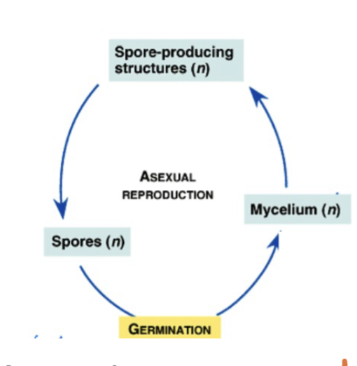 <p>Long distance spore dispersal (via air, water, animals), Fungi in aquatic environments have flagellated spores, On land, spores have a thick wall that provides protection and prevents water loss, whole cycle is haploid</p>