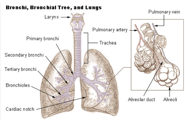 <p>Secondary bronchi - each secondary goes to a lobe of the lung</p>