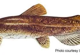 <p><span>• Pylodictis olivaris<br>• Most common large catfish in<br>Ohio<br>• 10-40 pounds<br>• 20-40 inches<br>• Large to medium rivers and<br>reservoirs<br>• Piscivorous fish<br>• Favorite target of noodlers<br>• Head flattened<br>• Lower jaw is longer than upper<br>• Square tail</span></p>