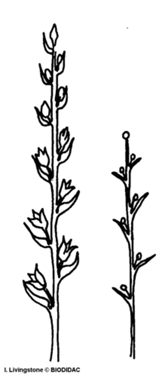<p>Type of raceme that do not have a pedicel</p>