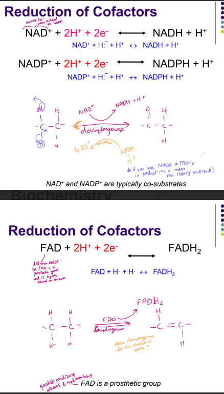 <p>NAD+ + H+ + 2e- <→ NADH</p><p>NADP+ + H+ + 2e- <→ NADPH</p><p>FAD + 2H+ + 2e- <→ FADH2</p><ul><li><p>NAD+ and NADP+ are typically cosubstrates (loosely associated with enzyme), FAD is a prosthetic group (tightly associated with enzyme)</p></li></ul><ul><li><p>These are formal statements of the redox half reactions and NOT actually steps in the reaction mechanism</p></li></ul><p></p>