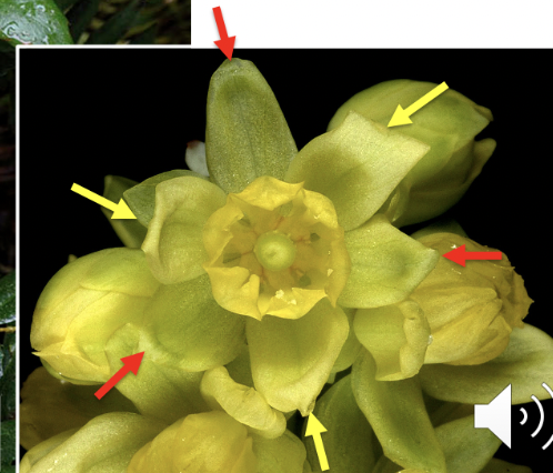 <p>Berberidaceae</p>