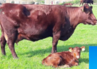 <p>Red poll </p>