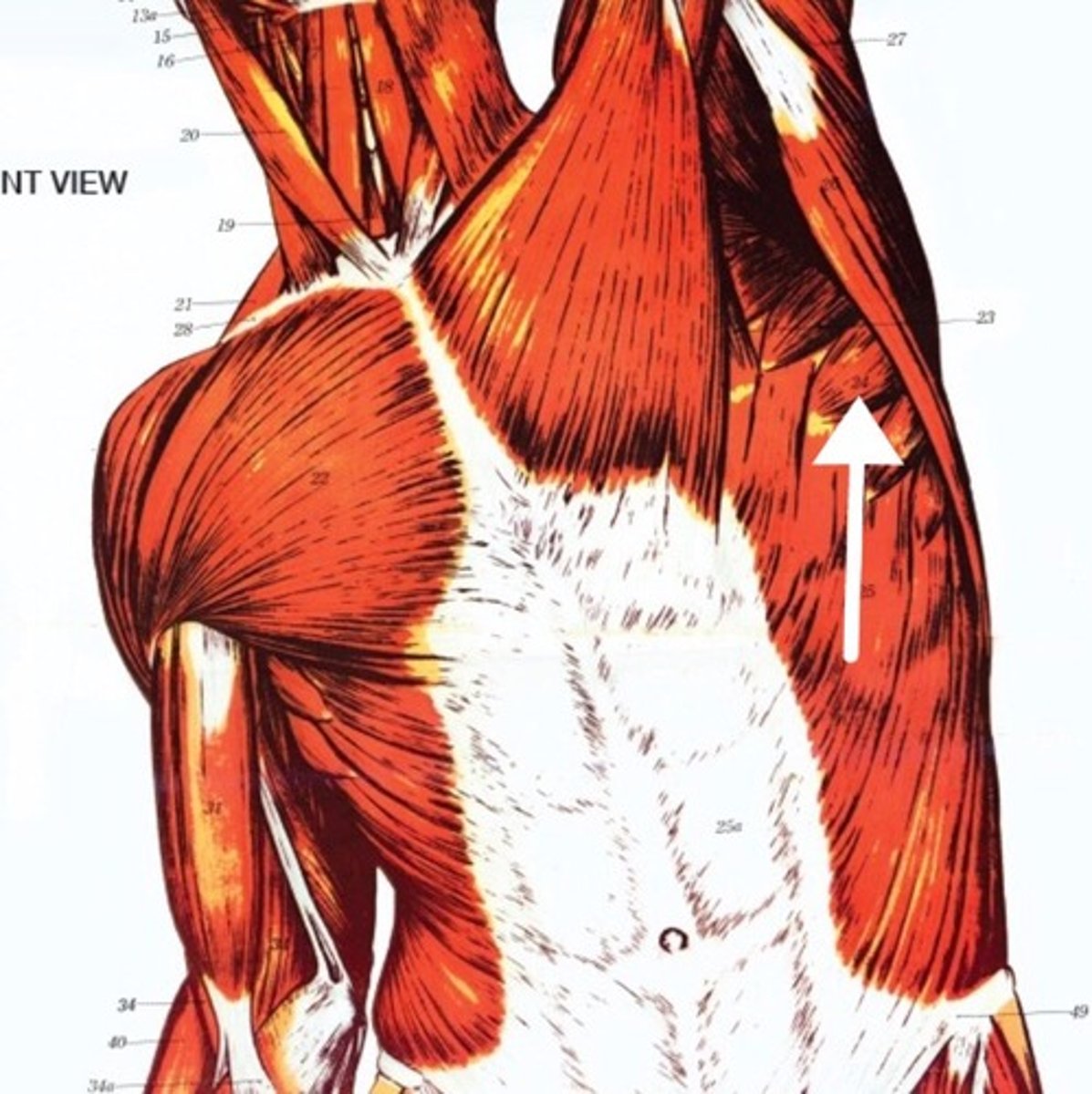 <p>What is this muscle?</p>