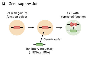 <p>involves adding an inhibitory sequence to silence a defective gene</p><ul><li><p>gain of function genes</p></li></ul><p></p>