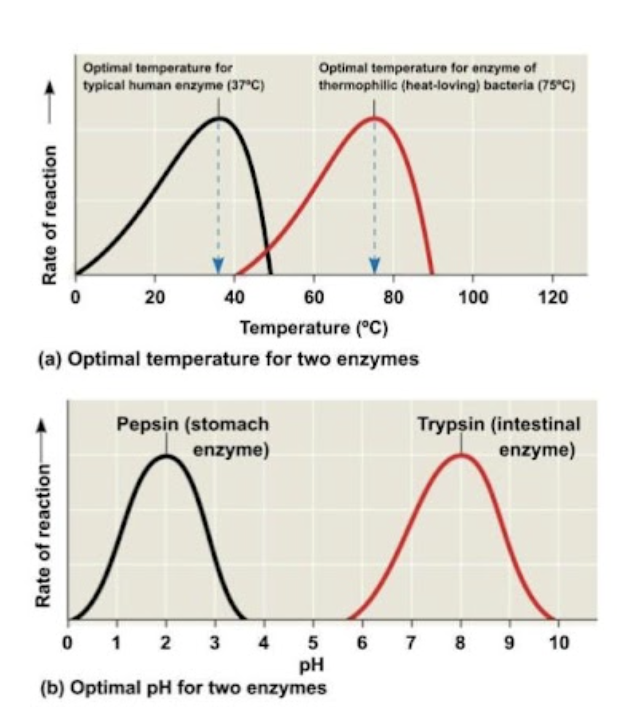 <p><span style="line-height: 1.5;">36. Observe the graphs of enzyme activity below. What is the optimal temperature for a thermophilic bacterium, and the optimal pH for pepsin?</span></p><p><span style="line-height: 1.5;">A. Temperature: 20 degrees, pH: 4</span></p><p><span style="line-height: 1.5;">B. Temperature: 78 degrees, pH: 2</span></p><p><span style="line-height: 1.5;">C. Temperature: 40 degrees, pH: 8</span></p><p><span style="line-height: 1.5;">D. Temperature: 45 degrees, pH: 10</span></p>